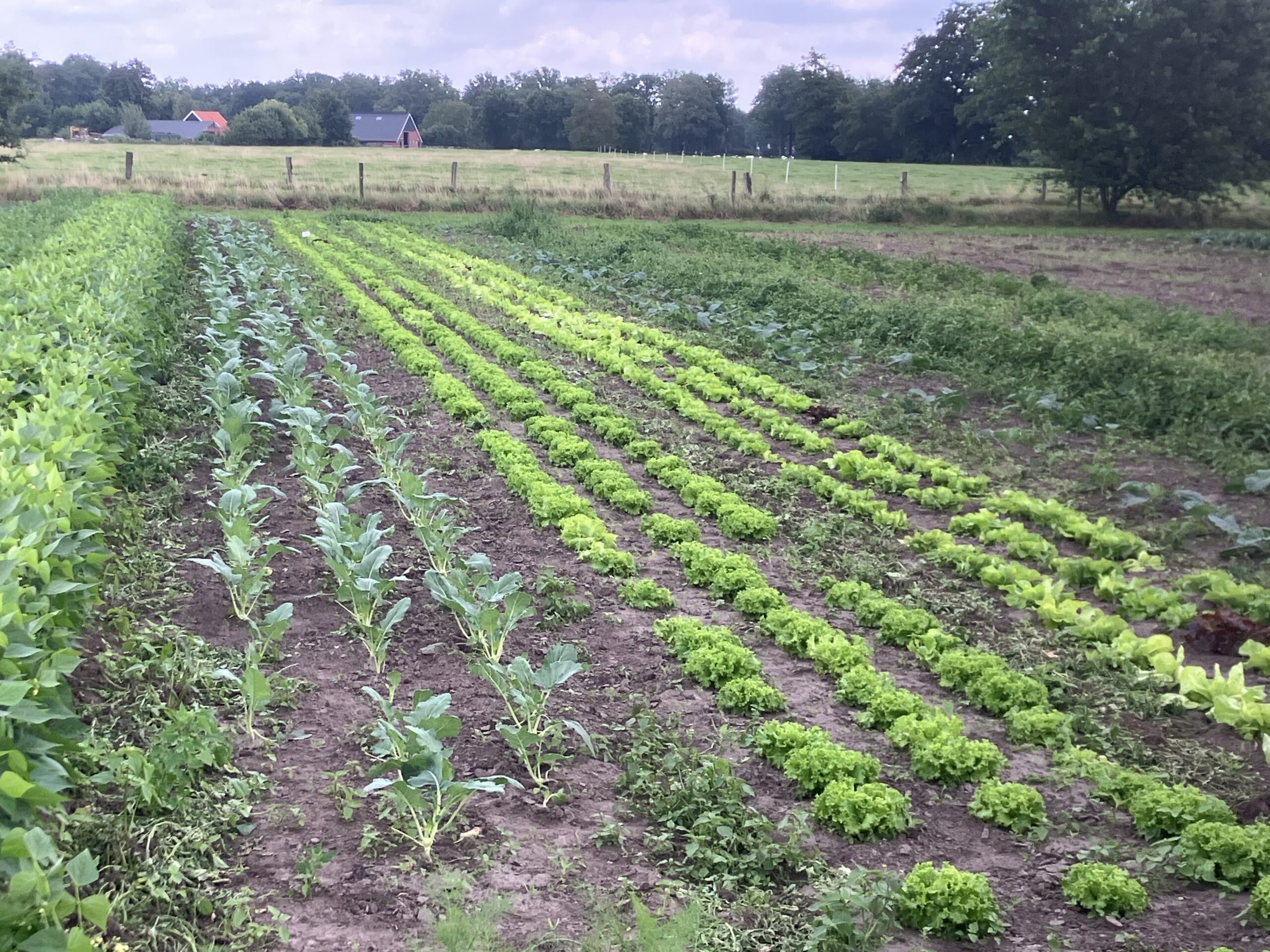 Dit is een voorbeeld van een tuinderij. Zelfoogst Tuinderij Oost zal er ongeveer hetzelfde uitzien.